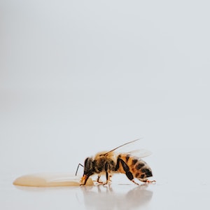 Bienen